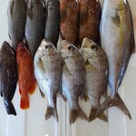 Kitamae Sengyo Yosoro - 8月9日着五島直送天然熟成鮮魚
      カンパチ、メイチ鯛、伊佐木、
      アカハタ，キジハタ、オーモンハタ
      夏1番美味しいメイチ鯛！