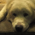 お好み焼き てんご - のたり松太郎