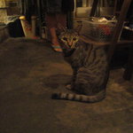 お好み焼き てんご - 看板娘の梅ちゃん