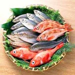 Taishuuryouri Kogane - 【境港直送の新鮮な魚介類】白いか・平目・かわはぎ・ほうぼう・どろえび・その他季節によって変わります…800円～