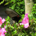 蕎舎 - 爽やかな季節感にも癒されました。