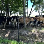 美瑛放牧酪農場 - 