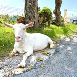 沖縄そば まるかみ - 