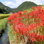 粟井温泉 あしもり荘 - ヒガンバナが満開