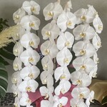 とんかつ とん米 - 2023年8月6日グランドオープン（2023年8月12日撮影）