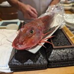 寿司安 - ホウボウ（魚を見せてもらいました）