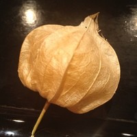 寿し処 寿々 - 大将独り占め。
                楽しく美味しかった〜。*\(^o^)/*