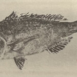 一期一会 よねさん - 