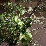 ファイ - 心落ち着く雰囲気