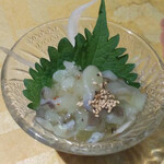 トサカモミジ - 