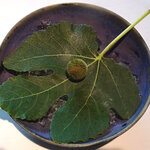 レスピラシオン - ジャスミンのクレープ