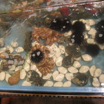 Unimurakami - 水槽にムラサキウニと呼ばれる宝石達が♪毛蟹ちゃんにいます(爆)