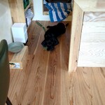 てん珈琲 - 店長のワンちゃん