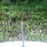 四万清流の湯 - ワタシのクルマ（代車）のアンテナにトンボが留まる