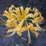 甘処 あかね - 鍾馗水仙