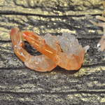 味浪漫 - ボタン海老の刺身　こんな透明なの初めて　おいしいのでこれしか撮れませんでした（＾ω＾）