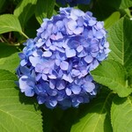 Ego Seika - 店の前に咲いてた紫陽花