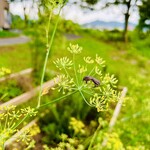 VENTINOVE - 昆虫が無農薬で幸せそぅ　byまみこまみこ