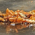 おたふく - 大エビ塩焼き