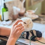 パクチーバル 8889 - 