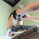 パクチーバル 8889 - 