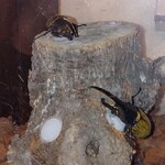 美・食・韓　食道園 - 