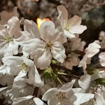 ラーメン山岡家 - 日岡山の桜