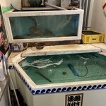 YUMEKOUSEN - 店内入ると 小さな生簀と水槽
      何が泳いでるかな？ 鯛だけ確認