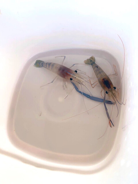 おららのコミセ - 福島市その他（カフェ）の写真