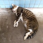稲倉 - お店の猫ちゃん、暑くてとろけそうに寝てました。