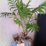 レストラン サンディエゴ - カウンター上 ミニ観葉植物