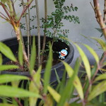 お料理 ちゃとら - ドラえもん♪