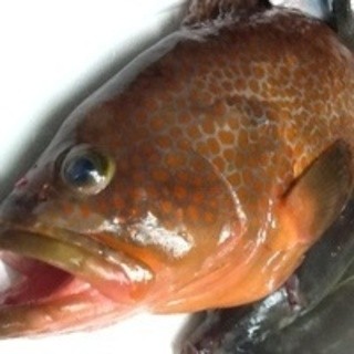 赤っぽ の煮つけがおいしかった By おたべくん 肴 花乃 旧店名 魚彩鶴巳 和歌山 魚介料理 海鮮料理 食べログ