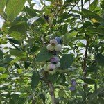 ミルティーロ - 自家製ブルーベリー