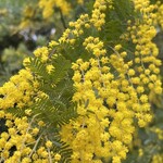 そば打ち幸甚 - 京都植物園・ミモザ