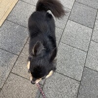 ピッツェリア&トラットリア ゴンゾ 目黒店 - 