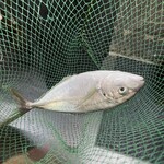 釣船茶屋 ざうお 新宿店 - 