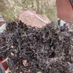 ラーメンショップ - ネギにはコロチャーたくさん^ ^