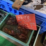 鈴木水産 - ひおうぎ貝は帆立のような味ですね