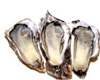 弁慶（べんけい BENKEI） - 帯広（おでん）の写真