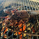 椿茶屋 - 立派な伊勢海老。