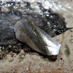 千葉たかおか - 小肌（千葉県船橋）