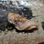 千葉たかおか - ハマグリ（千葉県木更津）