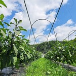 Nikai No Tairyouriya Koppun Temma - 自社農園で育てたハーブや季節の野菜を使っています！