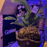 ブーティコール - 