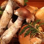 長野天然蘑菇