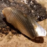 千葉たかおか - 