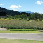 八海山みんなの社員食堂 - 窓からの風景