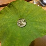 セララバアド - 朝露