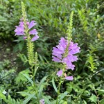 ユーリカ - ユーリカの庭には花がいっぱいです